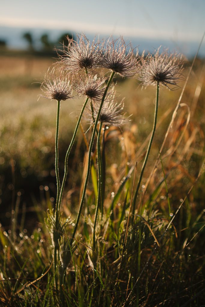 Environmental Reserve Nature - Calgary - Legacy