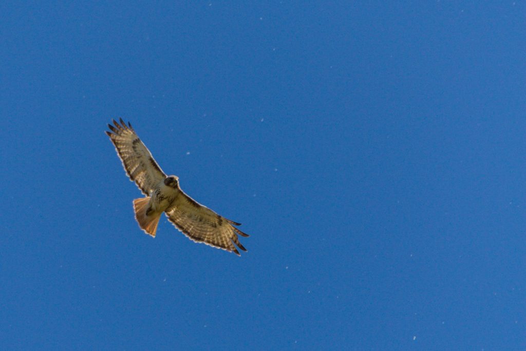 Environmental Reserve Eagle in Sky - Calgary - Legacy